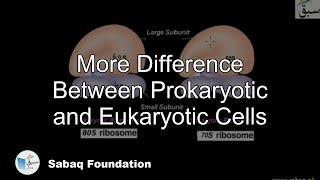 More on Difference between Prokaryotic and Eukaryotic Cells