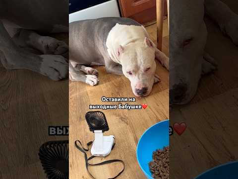 Оставили Амстаффа  Бабушке #amstaff #dog #pitbull #семья #родители #собака #собаки #бабушка #амстафф