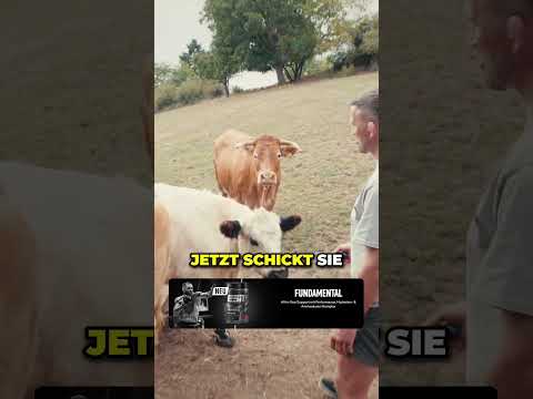 Kuh greift Stephan Pütz an… Folgt @christianeckerlin für mehr!#christianeckerlin #mma
