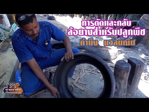 เทคนิคการตัดและกลับล้อยางสำหรับปลูกพืช โดย คำนึง นวลมณีย์//สามอาชีพฯ