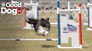 AKC Good Dog TV Salutes the Troops