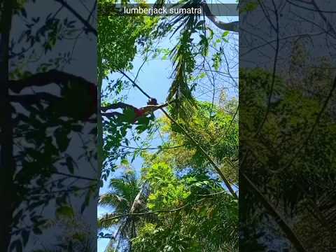 agile tree climber #lumberjek#woodworking#shorts
