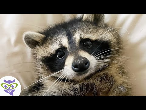 Mapache Paralítica es un Ejemplo de Superación