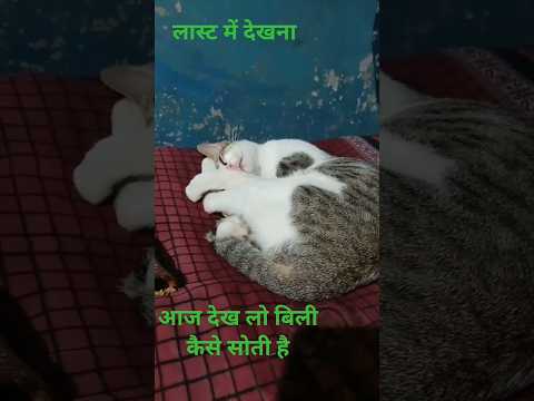 देखो कैसे सो रही है बिल्ली पूरे नीद में है #cat #love #ytshorts #trendingshorts #viralvideo #viral