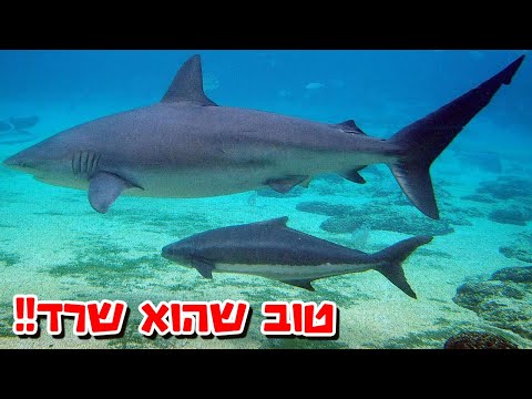 רק אחד ישאר!! האמא הכי עדישה שיש! - קצרים