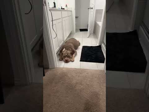 #trend #bulldog #pets #viralshorts #viralvideos  #petproject #puppy #animalproject #love #trending