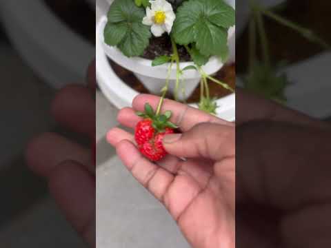 First strawberry pick#garden #strawberry #fruit