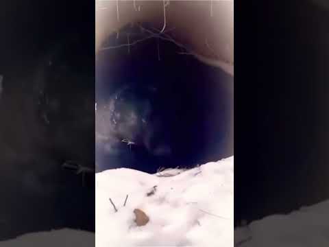 О-о-оу... #медведь #медведи #хищник
