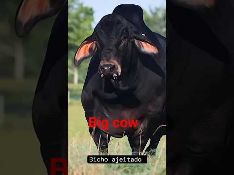 Indian Cow 🐮 Gau Mata Video | Holy Cow Shorts | Cow Lovers |#shorts #cow #gaumata