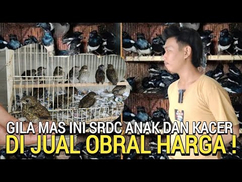 LEBIH MURAH ! DARI PASAR BURUNG PRAMUKA ANAKAN SRDC OMBYOKAN KACER CENDET MURAI BATU DLL