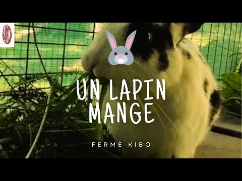 So cute ! Un petit lapin du refuge qui mange des herbes sauvages