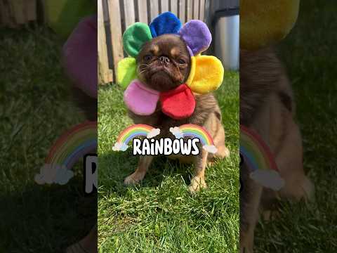 Have a good day! 🌞 #cute #puppy #dogsofinstagram #tiktok #short ib:Erik Smith