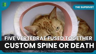 Great Dane Faces Risky Custom Spine Fusion Surgery | The Supervet