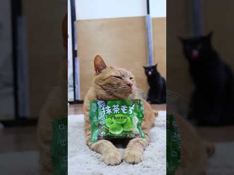 猫の動画サムネイル - 抹茶もち　250509　#ねこ　#のせ猫　#抹茶　　 #cat #ネコ #ねこ #猫 #cute #猫のいる生活