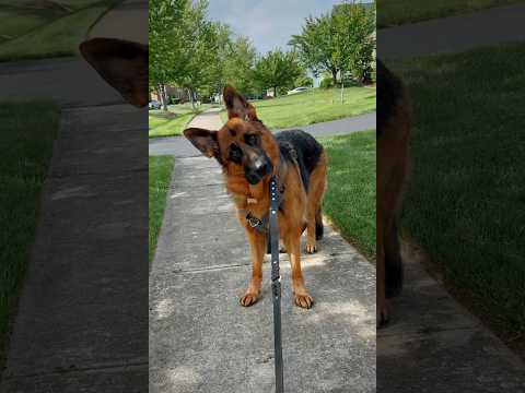 Dad’s away on a work trip. #germanshepherd #dogshorts