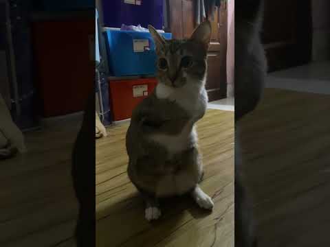 猫の動画サムネイル - One in a million kind of cat🦖🐱 #dinocattutu#猫#cat