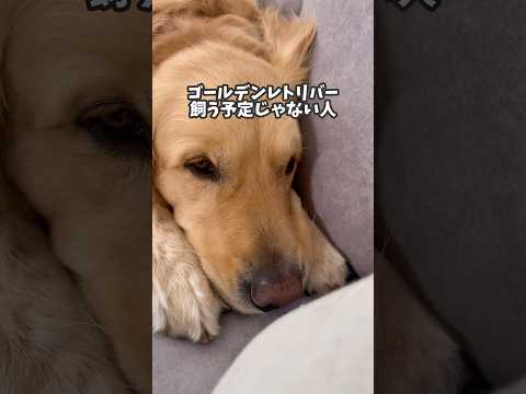 ゴールデンレトリバー飼う予定じゃない人は見ないで #ゴールデンレトリバー #大型犬のいる生活 #癒し #goldenretreiver #大型犬と子供 サムネイル