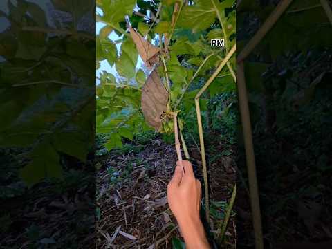 Mengintip burung di belakang daun #shortvideo