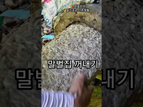 통나무 벌통속 생전 처음보는 거대한 말벌집 꺼내기 1편 #말벌#벌통