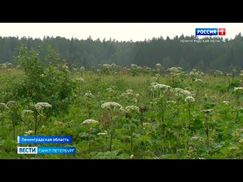 Cельхозпроизводителей будут штрафовать не только за борщевик