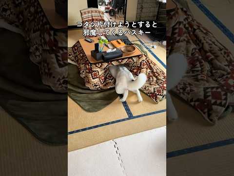 鉄壁の防御 #shorts