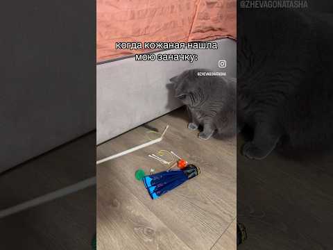 #рекомендации #юмор #прикол #котики #cat #catvideos #cats #catshorts #funny #funnycats #funnyshorts