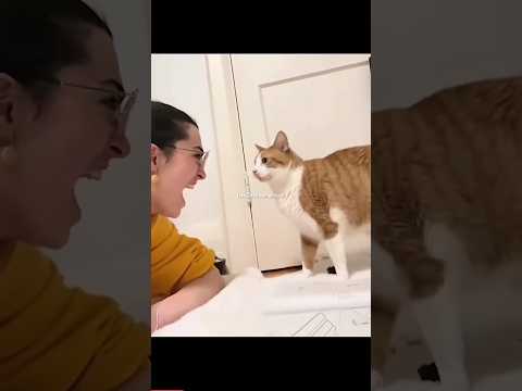 When Your Cat Copy You #viral #youtubeshorts #shorts #shortsfeed
