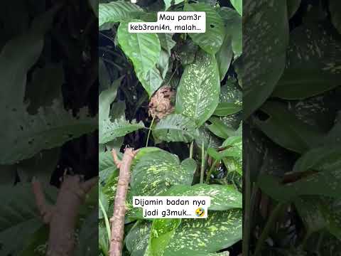 cameramen bikin.. 🤣 #shortviral #comedy #ngakak #gudanghiburan #lucu #viral