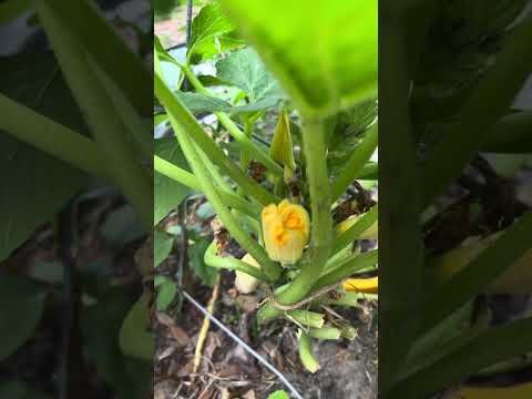 Zucchini plant vertical