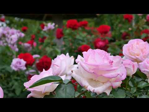 Sure Rehman beautiful Quran recitation Ep 62 by molana Usama sahab