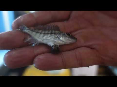 Shipping a box of African Cichlids