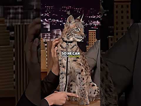 Jimmy Fallon With a Siberian Lynx