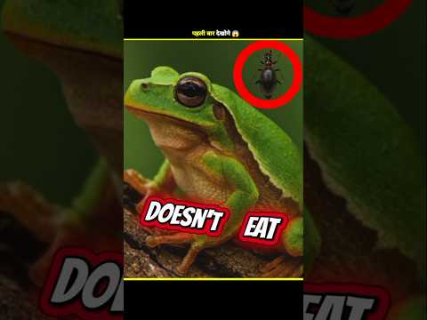 The Bug That Spits Fire ! 🔥😳