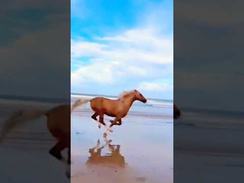 Raj or Aarush ka horse 🐎😱 #shortsvideo #inspiration #emotional #funny