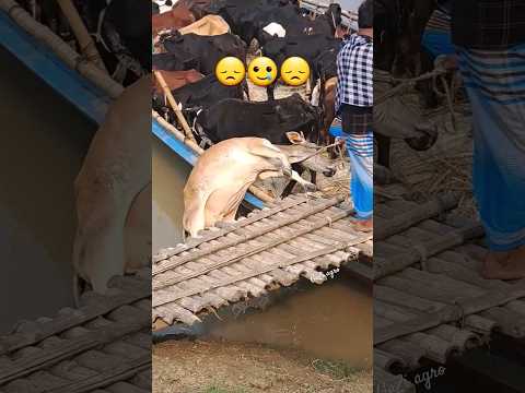 🐄😞Cow loading in boat😞🐄#gazi #agro #short #video #cow #bull #cowlover