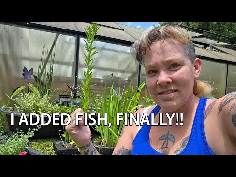 Summer Tubs and Bathtub Bog Update Today we catch fish to add to the tubs and take a look at how the bathtub carnivorous bog is doing!
