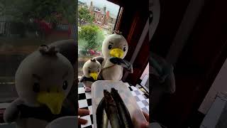 I know My Pet Seagulls Sardine limits Better Than Himself...
