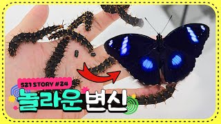 고구마잎을 먹던 애벌레를 키워봤는데... 보석같은 나비 수백마리가 태어났습니다.