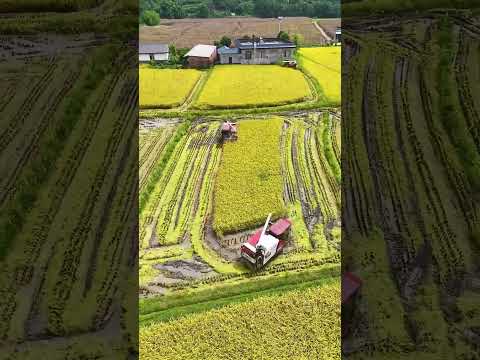 3 máy cày lớn đang làm việc ở cánh đồng ruộng #maycay #maynongnghiep #nôngnghiệphay #farming