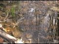 Wetlands and Their Importance