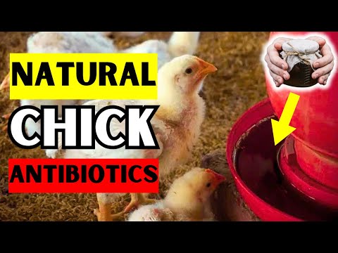 5 BEST NATURAL HOMEMADE ANTIBIOTICS TO SAVE DYING CHICKS | STOP WASTING MONEY ON HARMFUL ANTIBIOTICS