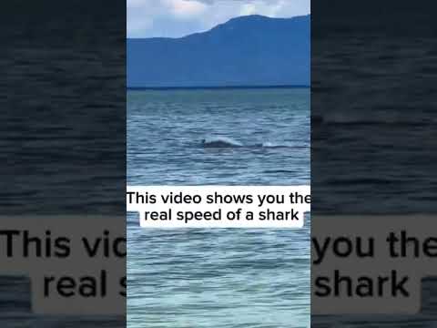 The speed of a shark is Scary 😳❤️‍🔥 #shortsfeed #shorts