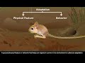Kangaroo Rat Adaptations and Survival