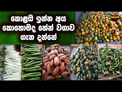 හේන් වගාවක සරුසාර බව " Fertility of a Vegetable Plot @GAMIRASA