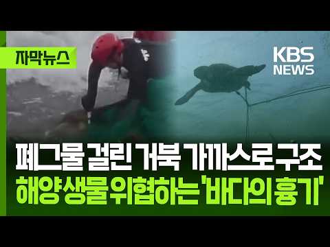 [자막뉴스] 폐그물 걸린 거북 가까스로 구조…해양 생물 위협하는 '바다 흉기' / KBS 2026.07.20.