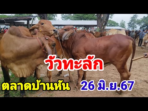 26 มิ.ย.67 บ้านหัน มหาสารคาม วัวถูกขายดี วัวงามยังแรง