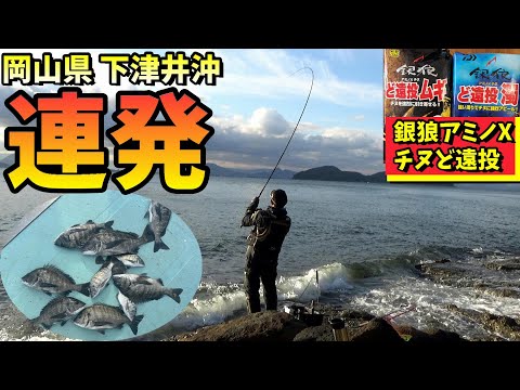 初めての磯で良型チヌ連発！こっそり公開します。in 岡山県下津井沖