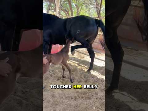 Mother horse refuses to feed her baby #animals #shorts #wildlife