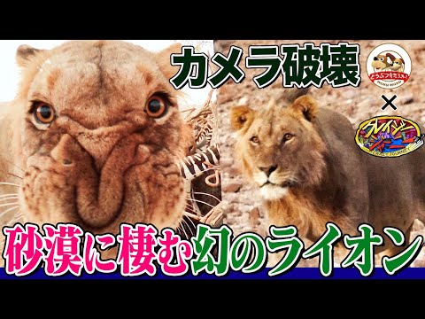 砂漠なのにライオンがいる!1週間水無しでも血を飲んで生きる希少ライオンと、それを追う日本人女性に密着【どうぶつ奇想天外/WAKUWAKU×クレイジージャーニー】