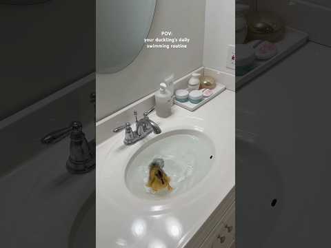 my duckling loves swimming 🥹 #duck #swimming #asmrsounds #shorts #cute